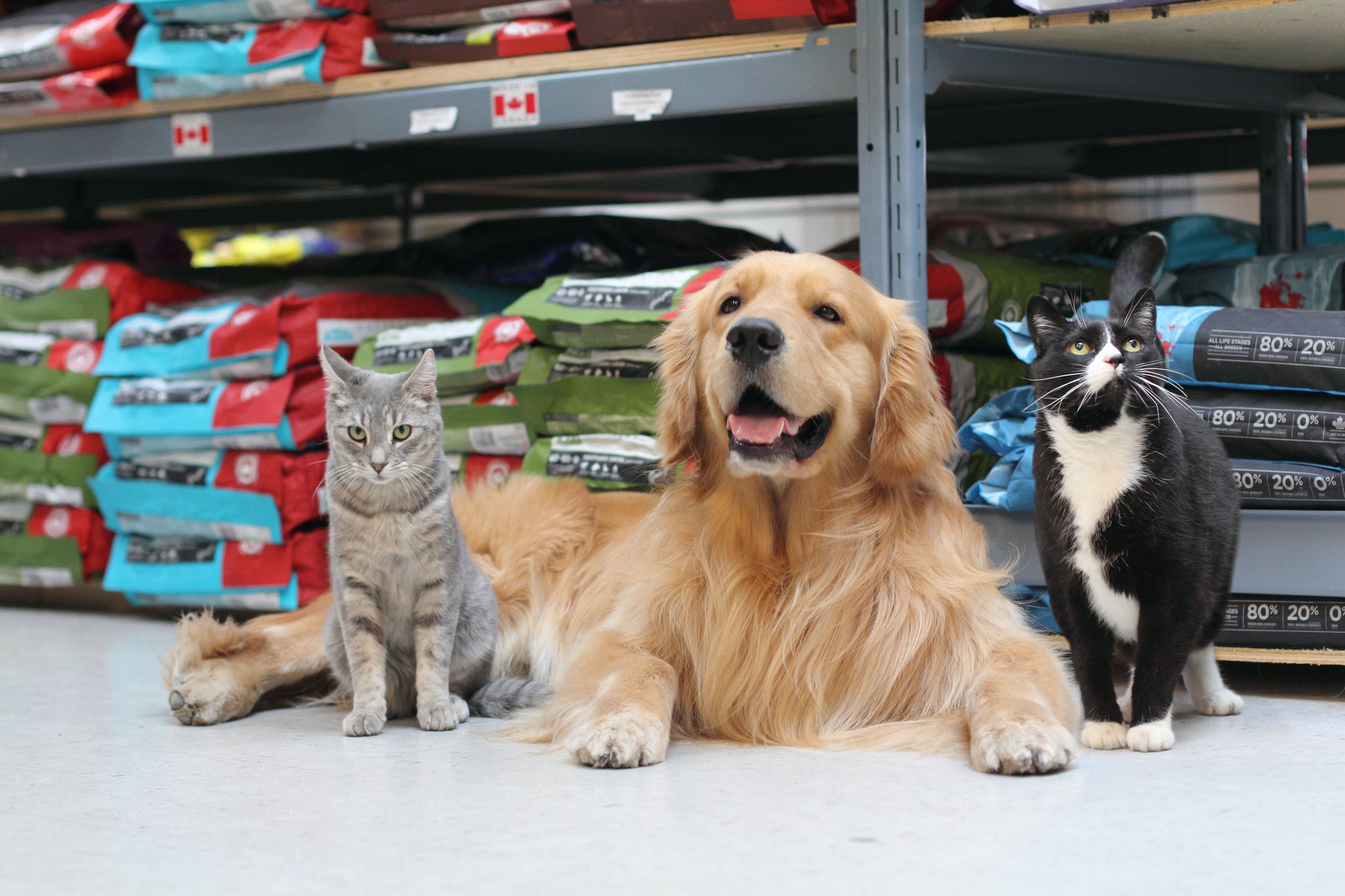 Vancouver Pet food and Supplies: online shopping and offline shopping – Vancouver Pet Food